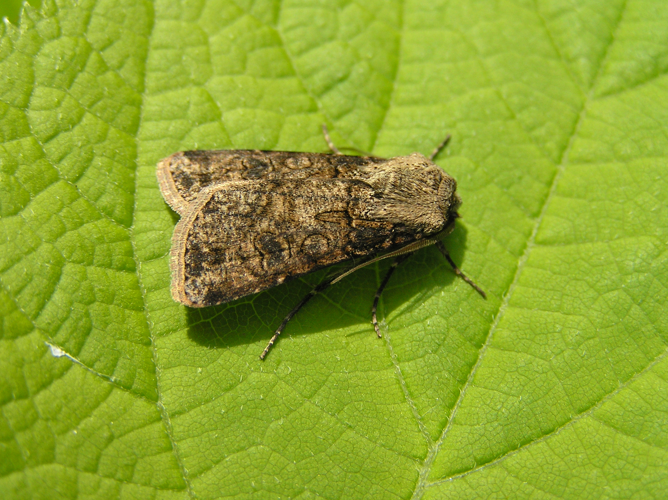 Agrotis clavis FvL.jpg © User:Fvlamoen