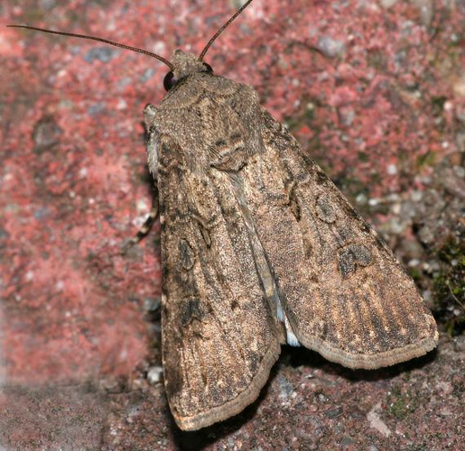 Agrotis segetum01.jpg © Manfred Hund