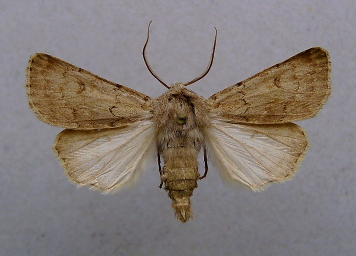 Agrotis cinerea.jpg © Dumi