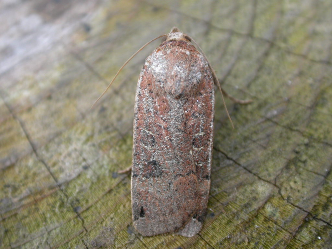 Noctua orbona.jpg © dhobern