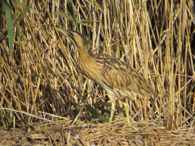 2015-10-19 Botaurus stellaris, Gosforth Park 5.jpg © MPF