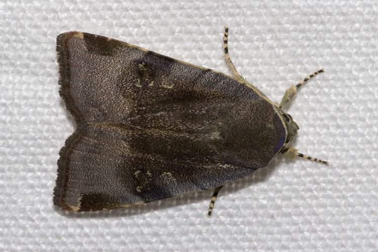 Noctua.janthina.7349.jpg © Olei