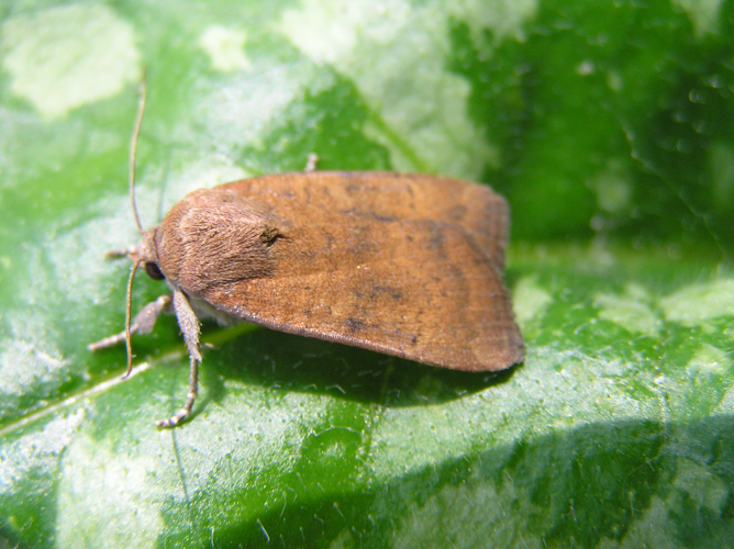 Noctua interjecta FvL.jpg © Fvlamoen