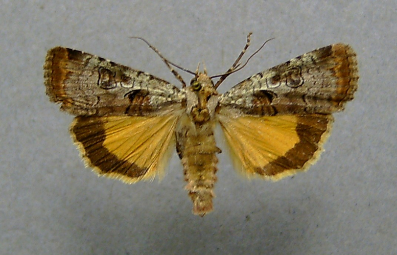 Epilecta linogrisea01.jpg © Dumi