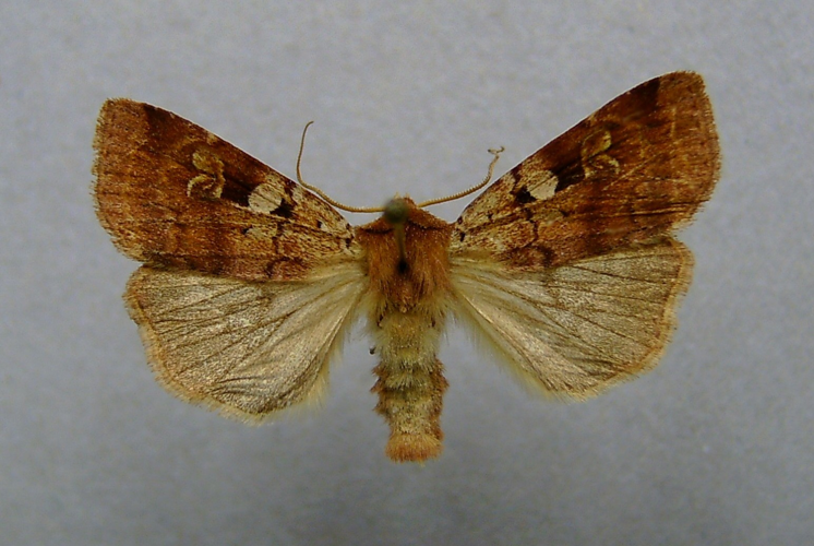 Diarsia mendica.jpg © Dumi