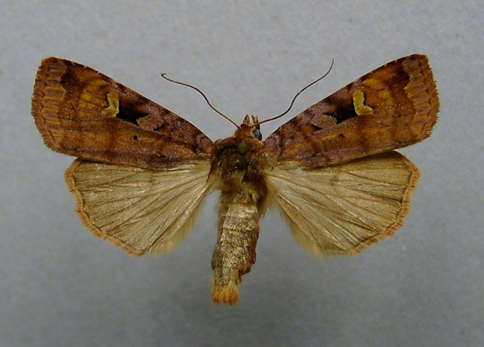 Diarsia brunnea.jpg © Dumi