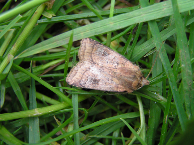 Diarsia rubi FvL.jpg © User:Fvlamoen