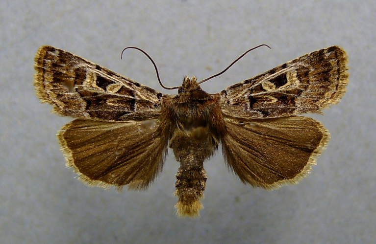 Chersotis ocellina.jpg © Dumi