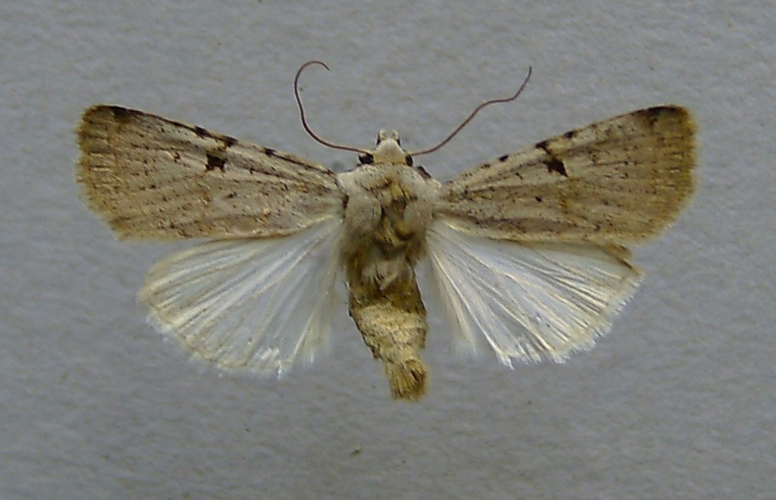 Chersotis margaritacea.jpg © Dumi