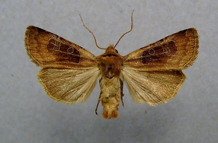 Chersotis cuprea.jpg © Dumi