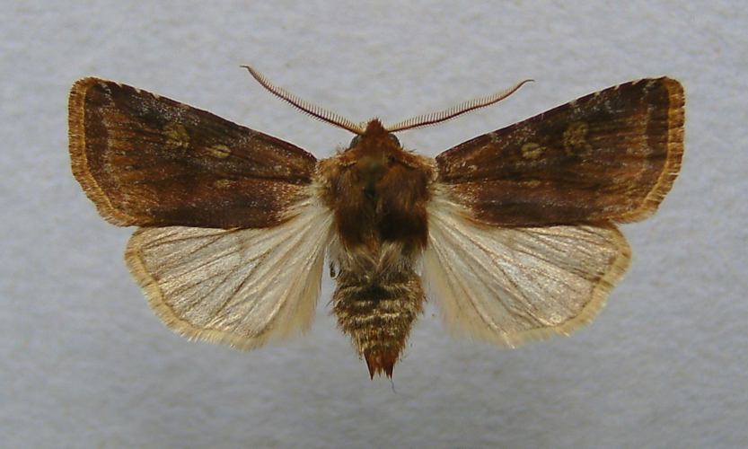 Cerastis leucographa.jpg © Dumi