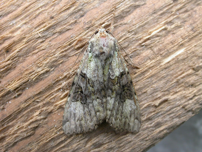 Anaplectoides prasina.jpg © Donald Hobern from Canberra, Australia