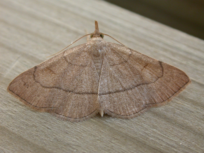 Paracolax tristalis.jpg © Donald Hobern