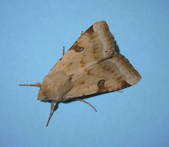 Heliothis peltigera.JPG © Nir Ofir