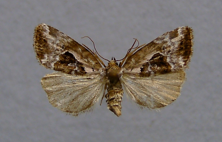 Elaphria venustula.jpg © Dumi