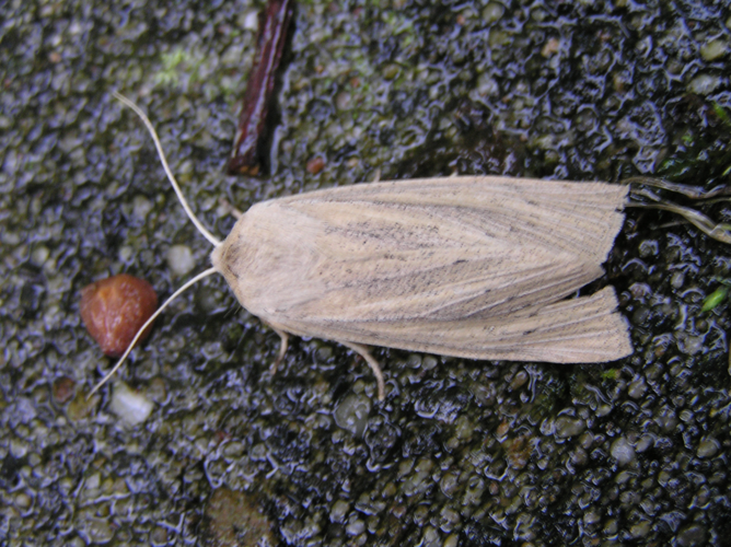 Rhizedra lutosa FvL.jpg © Fvlamoen