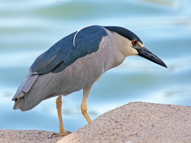 Black-crowned Night Heron RWD7.jpg © DickDaniels (http://carolinabirds.org/)
