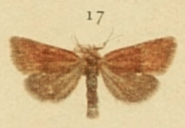 Least Minor Moths of the British Isles.jpg © Richard South