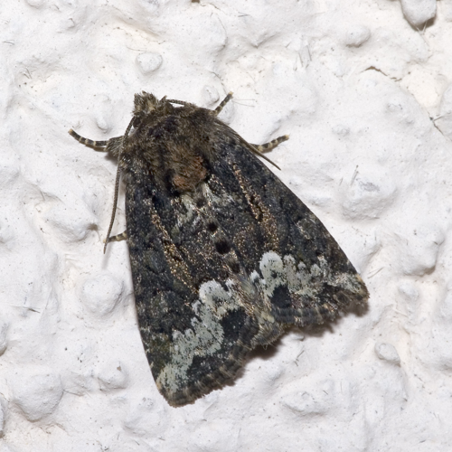 Oligia.strigilis.7217.jpg © Olei