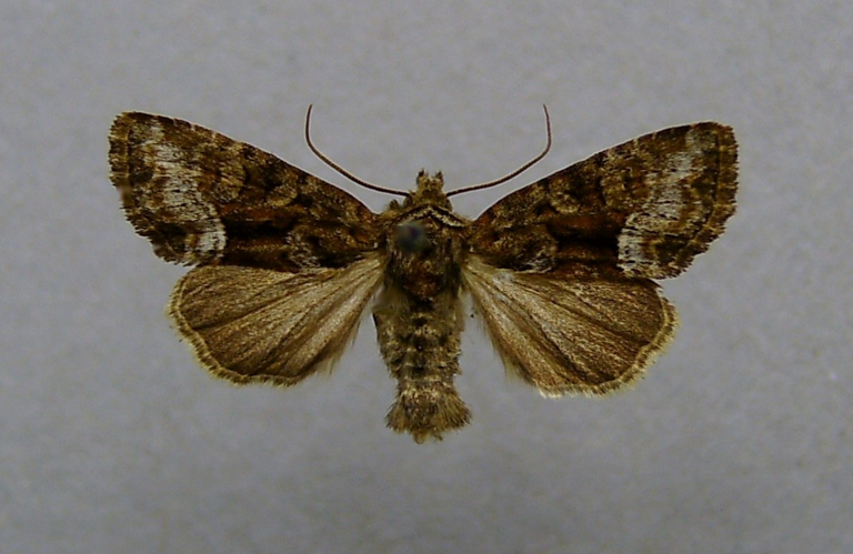 Oligia versicolor.jpg © Dumi