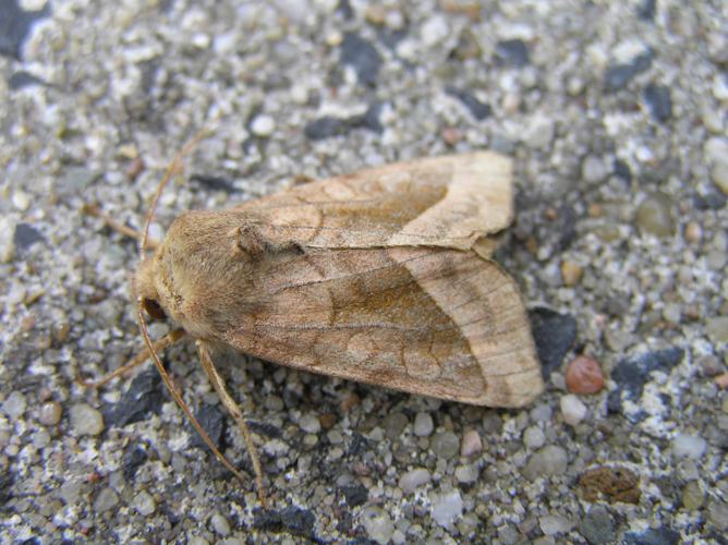Hydraecia micacea FvL.jpg © User:Fvlamoen