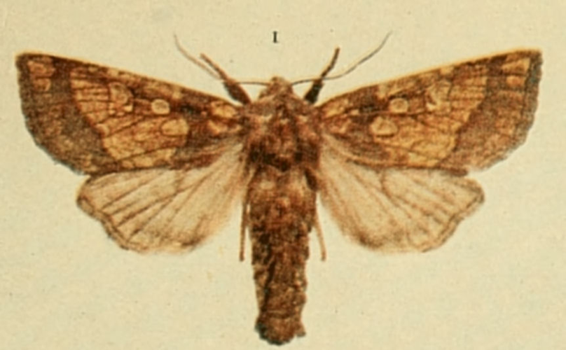 Frosted Orange Moths of the British Isles.jpg © Richard South