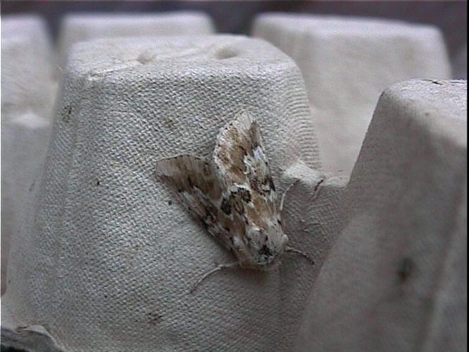 Eremobia ochroleuca.jpg © Donald Hobern from Canberra, Australia