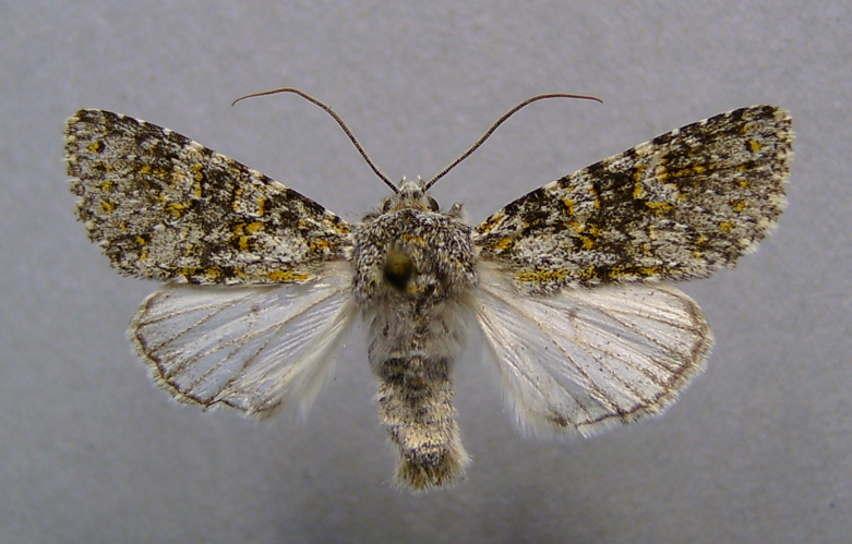Polymixis xanthomista.jpg © Dumi