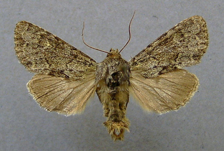 Apamea zeta.jpg &copy; Dumi