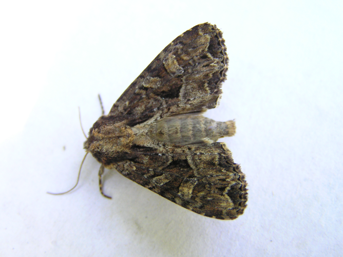 Apamea remissa 190605.jpg © Fvlamoen