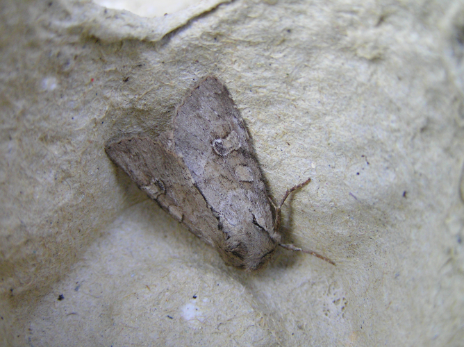 Apamea sordens FvL.jpg © Fvlamoen