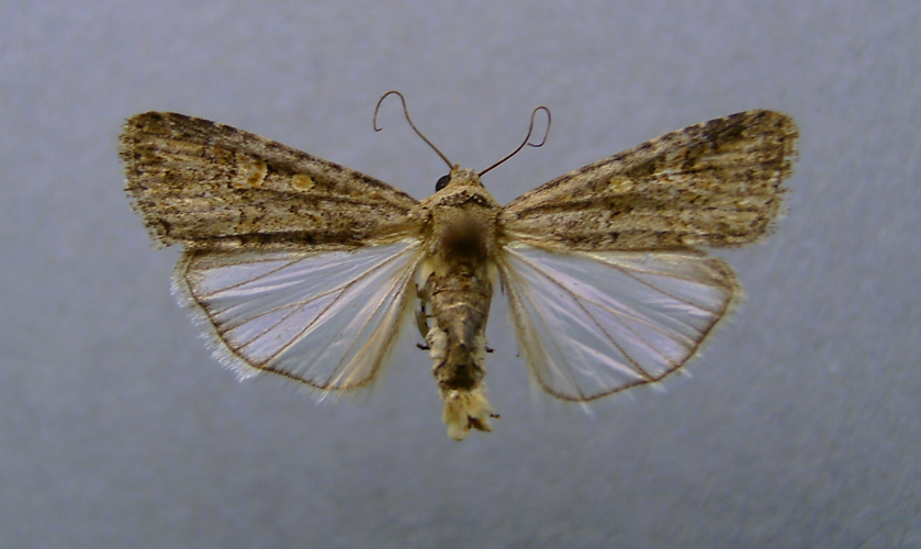 Spodoptera exigua1.jpg © Dumi