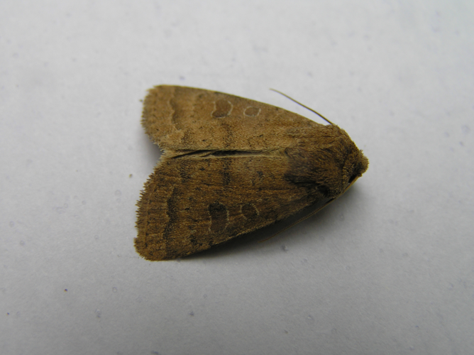 Hoplodrina octogenaria FvL.jpg © Fvlamoen