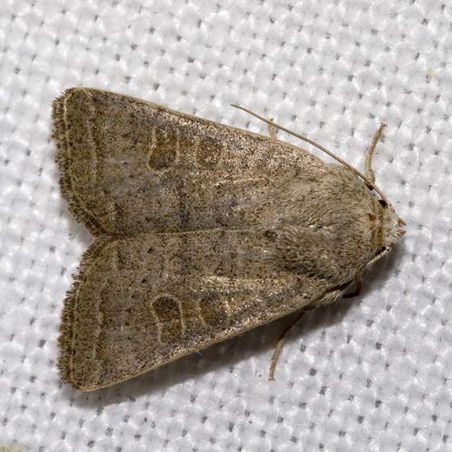 Hoplodrina.ambigua.7584.jpg © picture taken by Olaf Leillinger