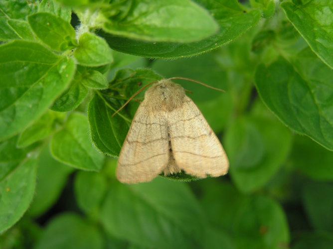 Charanysa trigrammica 050606.JPG © Fvlamoen