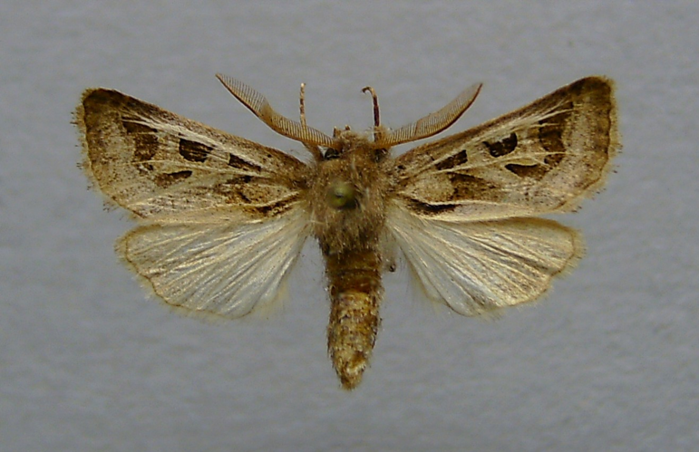 Episema glaucina.jpg © Dumi