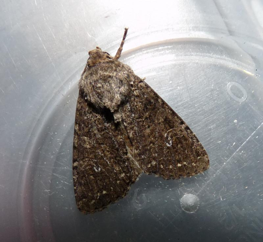 Sideridis turbida1.jpg © Lymantria