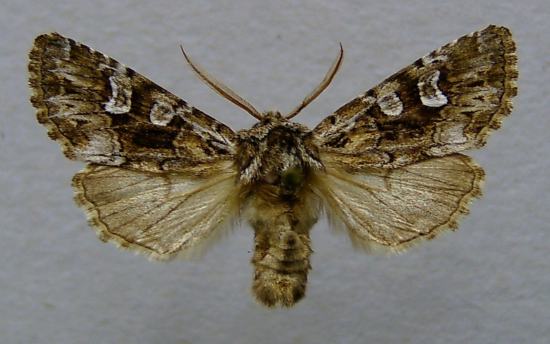 Pachetra sagittigera.jpg © Dumi