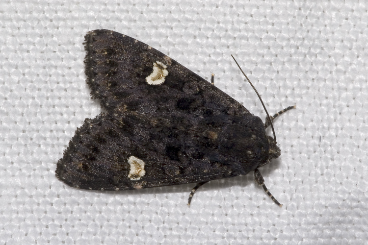 Melanchra.persicariae.7300.jpg © Olei