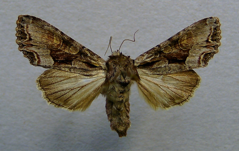 Lacanobia w-latinum.jpg © Dumi