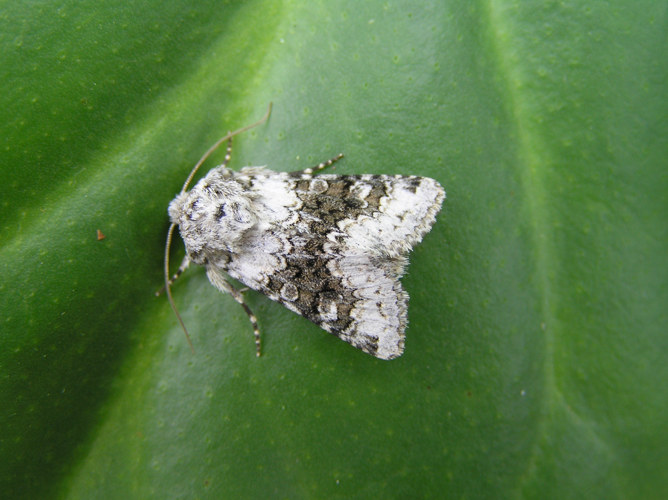 Hecatera bicolorata FvL.jpg © User:Fvlamoen