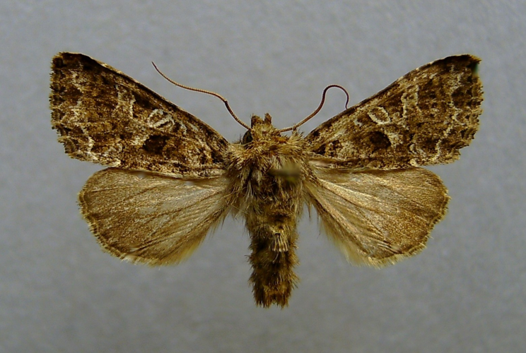 Hadena bicruris.jpg © Dumi