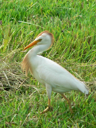 Cattle Egret (Bubulcus ibis) -walking in grass3.jpg © Rick Kimpel