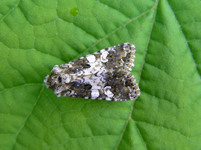 Hadena compta FvL.jpg © User:Fvlamoen