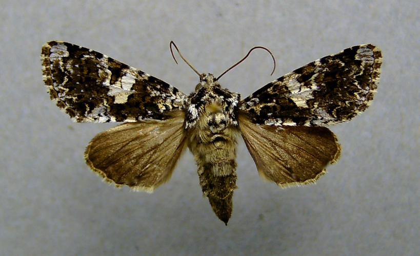 Hadena confusa.jpg © Dumi