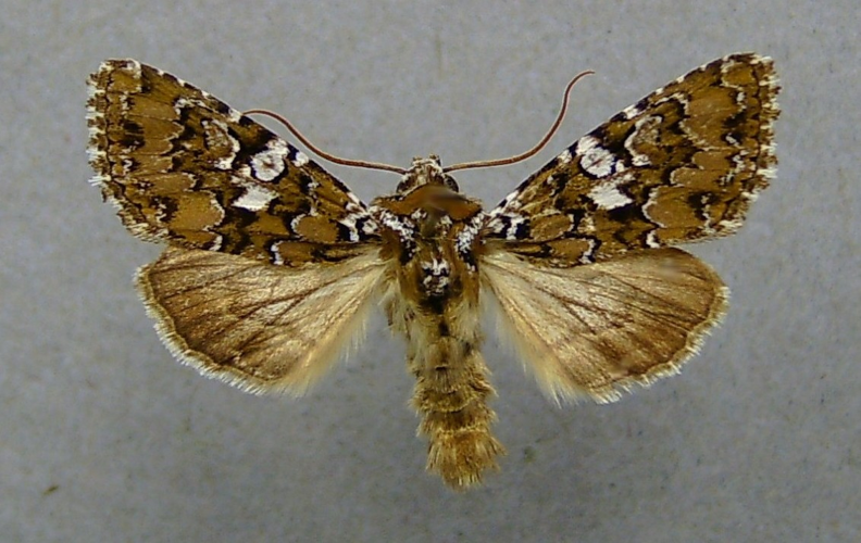 Hadena albimacula.jpg © Dumi