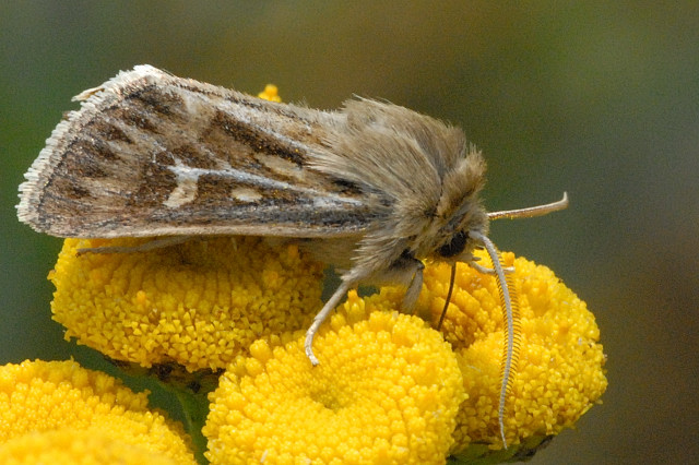 Cerapteryx.graminis.jpg © James K. Lindsey