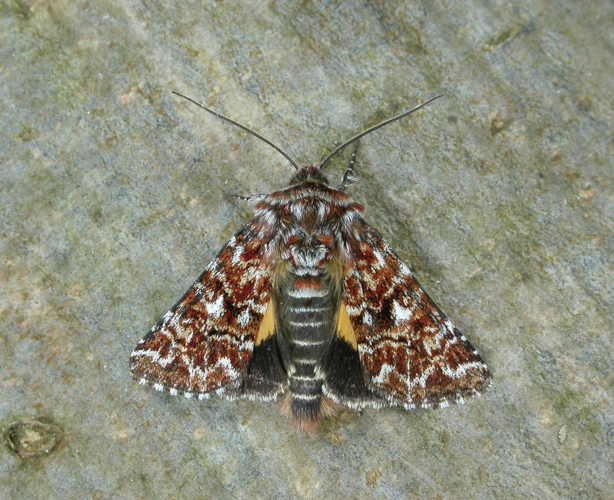 73.257 BF2142 Beautiful Yellow Underwing, Anarta myrtilli (3123544600).jpg © Patrick Clement from West Midlands, England