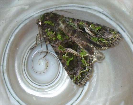 Trachea atriplicis (Zuska1).jpg © Wikipedysta:Zuska1