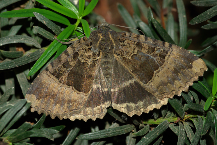 Mormo Maura 01.JPG © Hamon jp